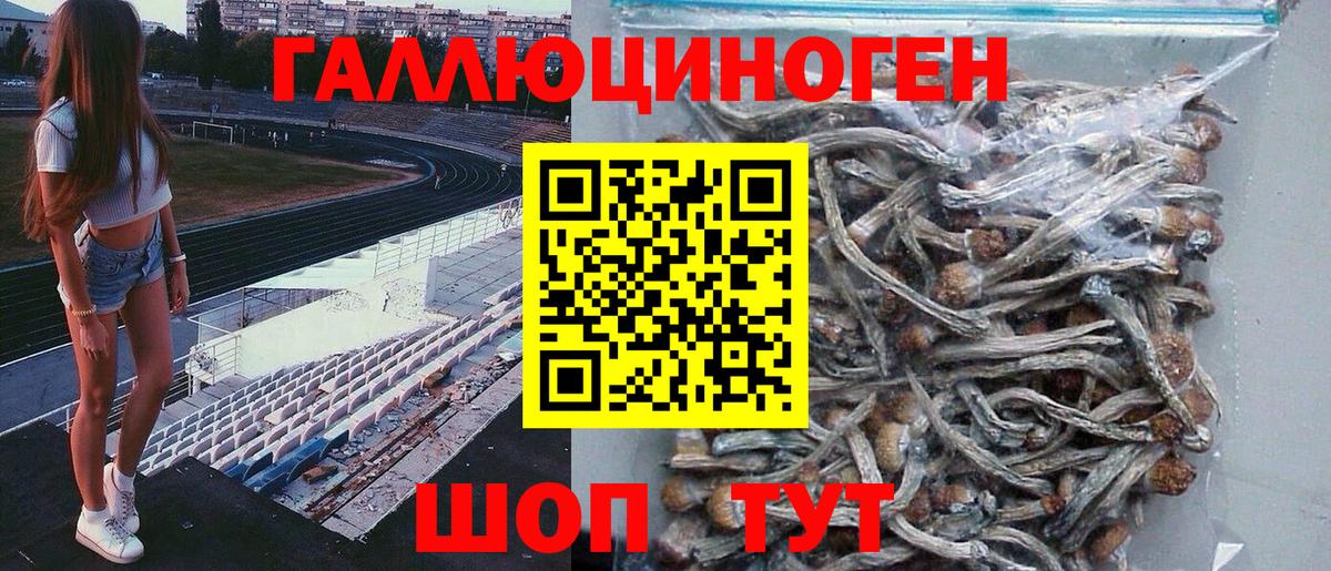 Черняховск  Псилоцибиновые грибы Psilocybine cubensis  Вход с VPN 