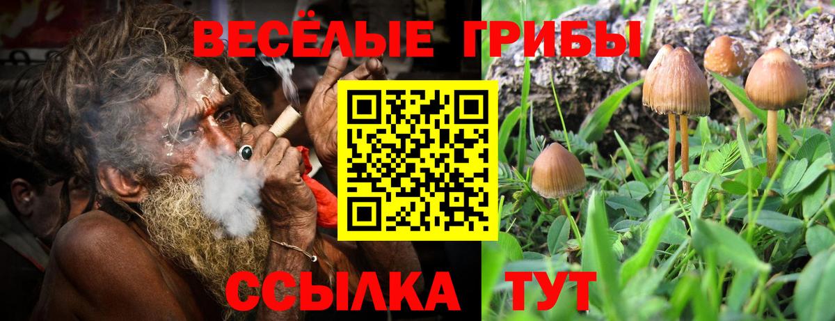 Псилоцибиновые грибы MAGIC MUSHROOMS Черняховск